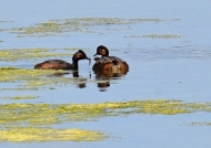 Black-necked Grebes & chick