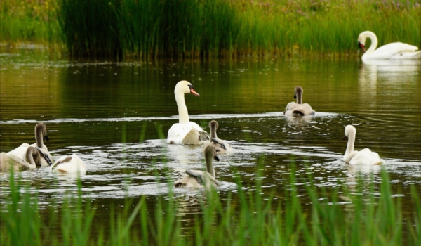 Mute Swan and juveniles