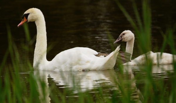 Mute Swan and juvenile