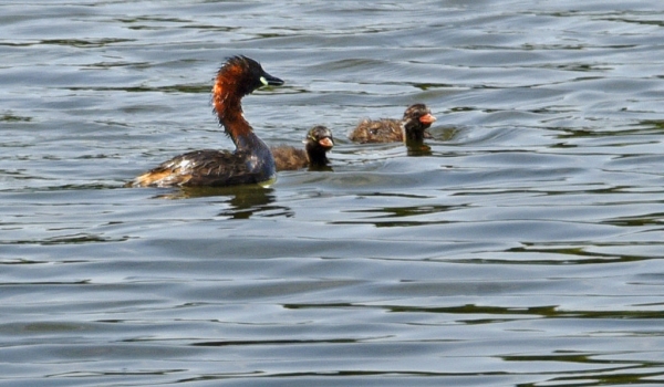 Little Grebe with Chicks