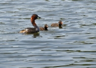 Little Grebe with Chicks
