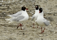 Marquenterre-gull-tern