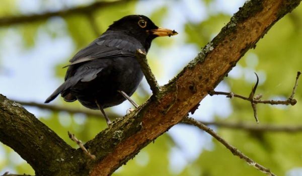 Common Blackbird – male