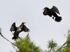 Great Cormorants fighting