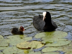 Common Coot Mum with chick