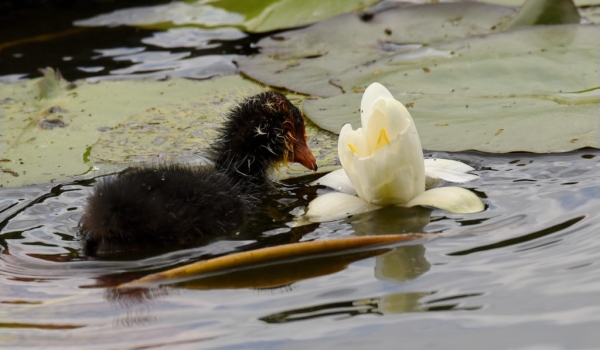 Common Coot chick