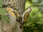 European Green Woodpecker-f.