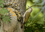 European Green Woodpecker-f.