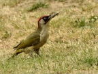 European Green Woodpecker-m.