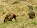 Green-Woodpecker-f. right