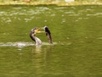Great Cormorant fishing