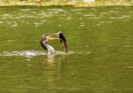Great Cormorant fishing