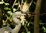 Grey Heron feeding on Catfish