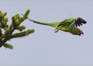 Rose-ringed Parakeet – f.