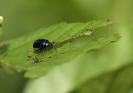 Alder Leaf Beetle – female