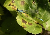 Blue-tailed Damselfly – male