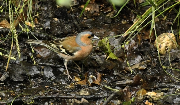 Common Chaffinch – male