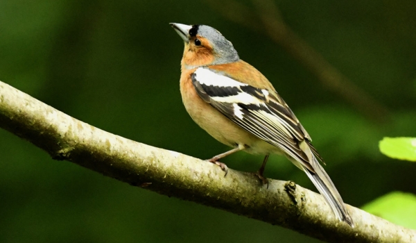 Common Chaffinch – male