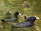 Common Coot – family