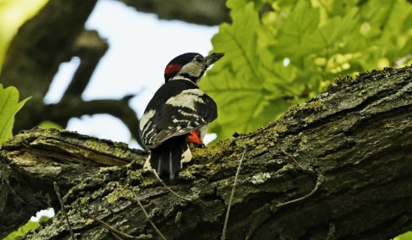 Great Spotted Woodpecker – m.