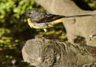 Grey Wagtail – male