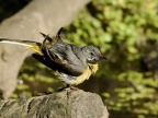 Grey Wagtail – male