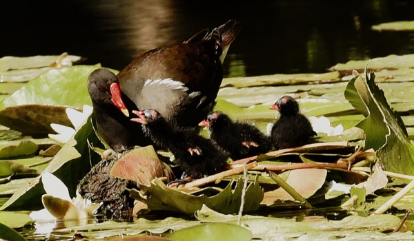 Moorhen Mum with chicks