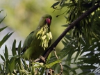Rose-ringed Parakeet – female