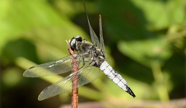Scarce Chaser – male