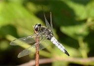 Scarce Chaser – male