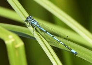 Common Blue Damselfly – male