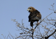 African Hawk-eagle – juvenile