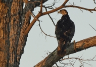 African Hawk-eagle