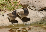 African Red-eyed Bulbuls