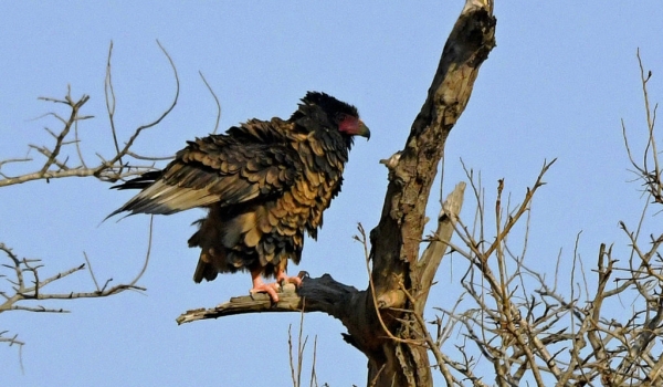 Bateleur Eagle – sub-adult