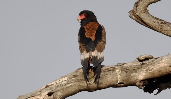 Bateleur Eagle – female