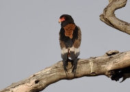 Bateleur Eagle – female