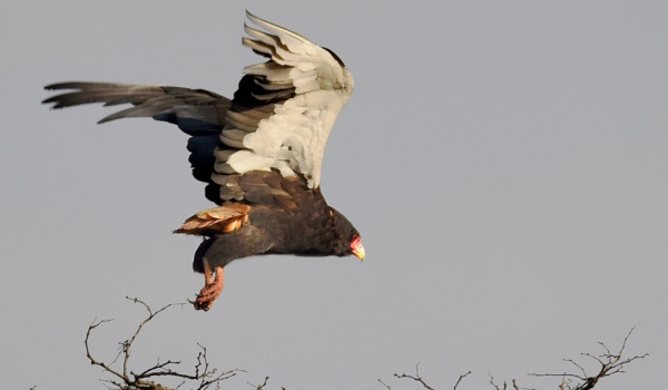 Bateleur Eagle – male