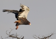 Bateleur Eagle – male