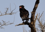 Bateleur Eagle – sub-adult