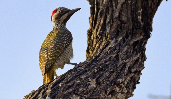 Bennett’s Woodpecker – female
