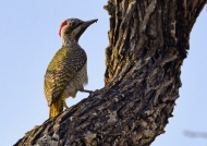 Bennett’s Woodpecker – female