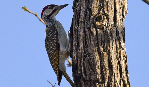 Bennett’s Woodpecker – male