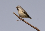 Black-throated Canary