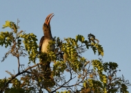 Bradfield Hornbill