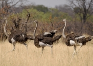 Common Ostriches