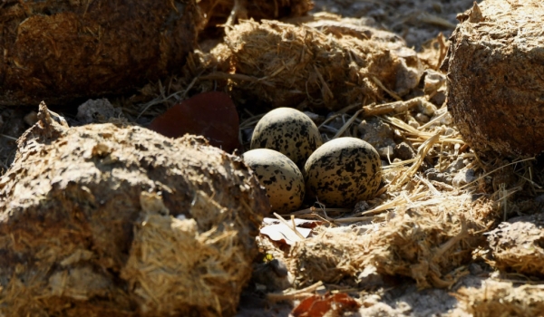 Crowned Lapwing – eggs