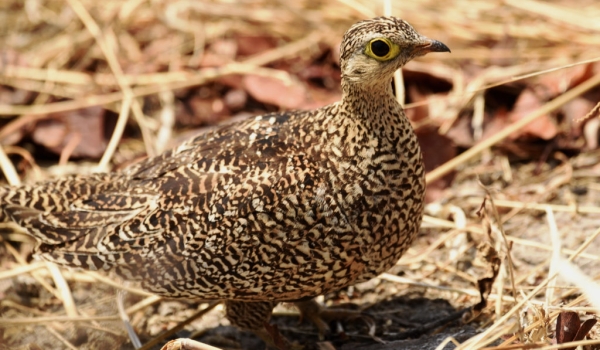 Double-banded Sandgrouse – f.