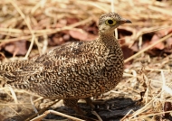 Double-banded Sandgrouse – f.