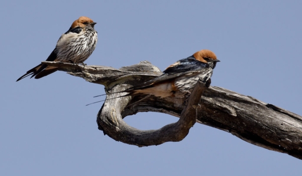 Lesser Striped Swallows
